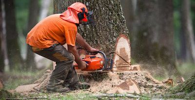 tree removal in Hempstead, NY